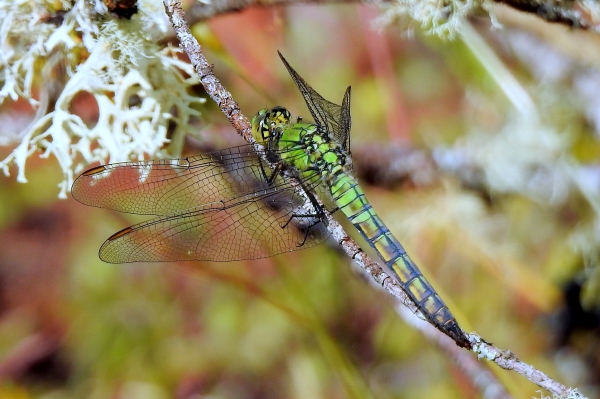Photo of Erythemis collocata by Val George